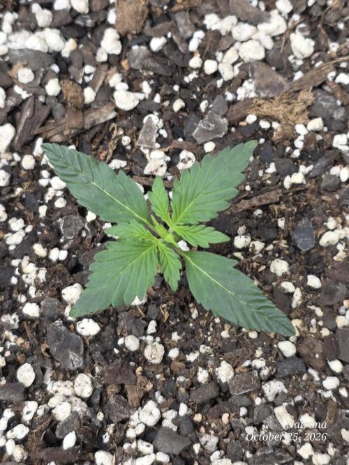 Mystic Gorilla by @Homegrown Cannabis. Week 1