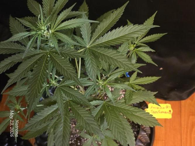 Amnesia auto Outside 2026 SeedSupreme. Week 3