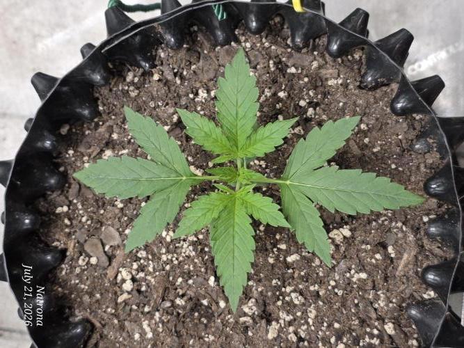 Sunset Sherbet auto. Week 2