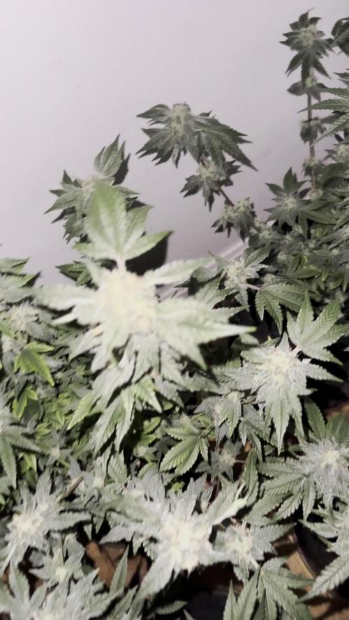 Mousse Berry by threes genetics