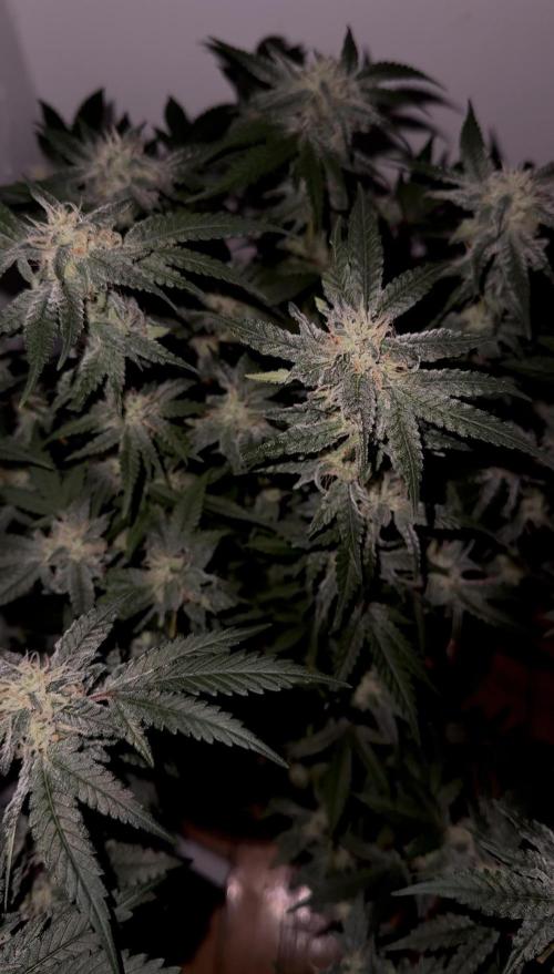 Mousse Berry by threes genetics. Week 4 - Mousse Berry – Day 43 Flower – Grow Dots 16-8-11 + Recharge (CORTEZ 10% Off)