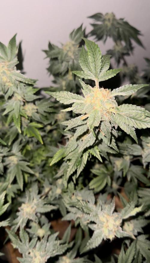 Mousse Berry by threes genetics. Week 4