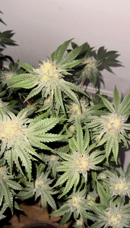 Mousse Berry by threes genetics. Week 4