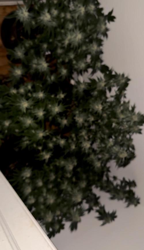 Mousse Berry by threes genetics. Week 4