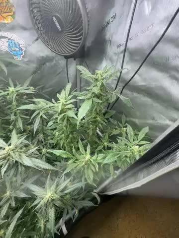 Granddaddy Purple photo