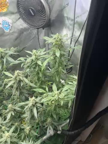 Granddaddy Purple photo