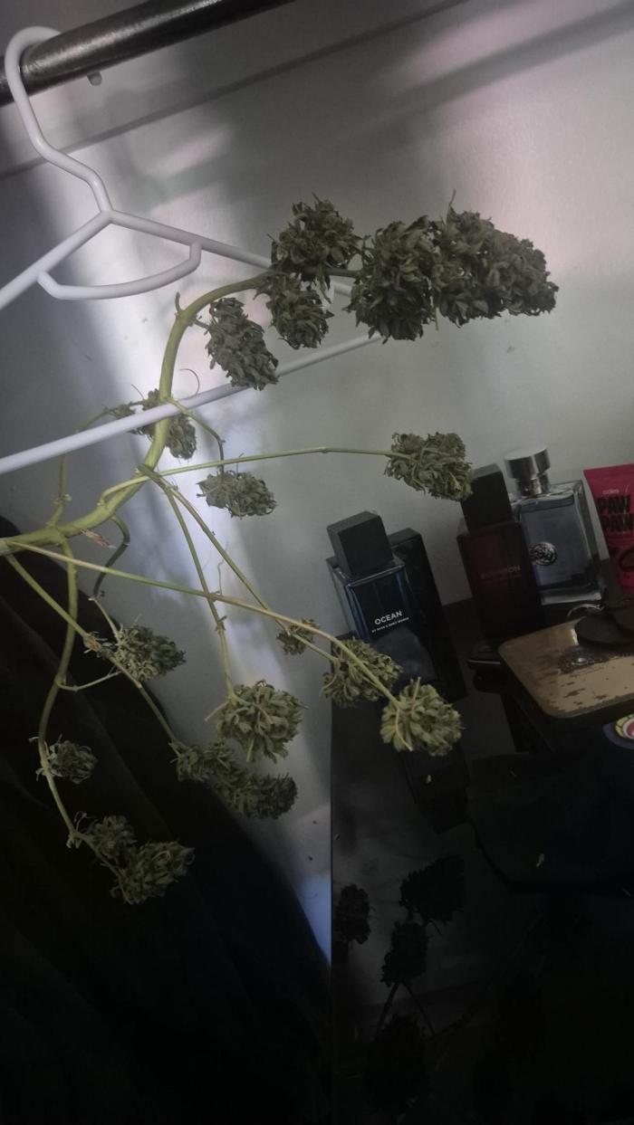 Grand daddy purp. Week 9