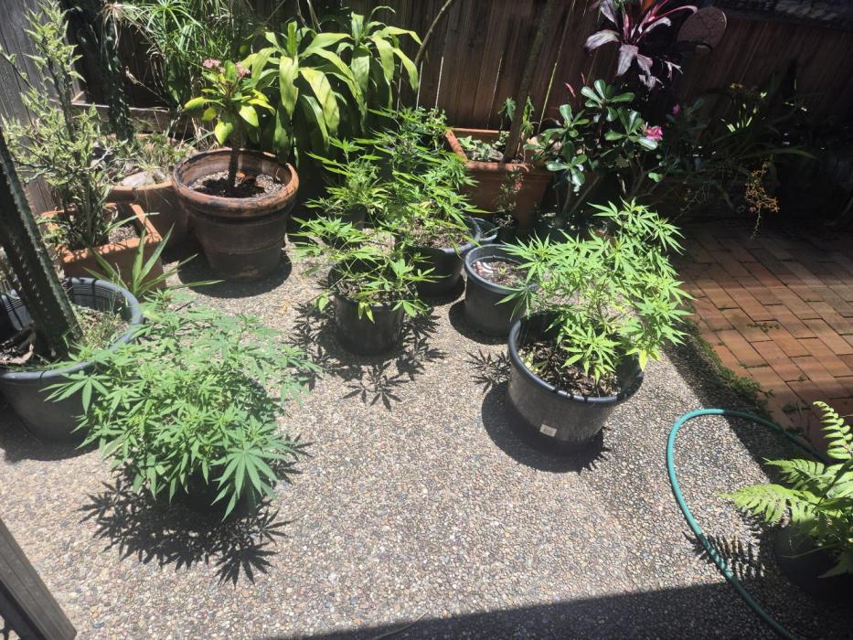 Cookies x Sour Apple. Week 6