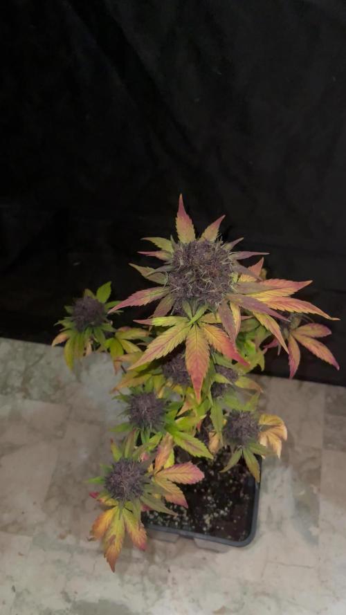 BLACK LEMON AUTO