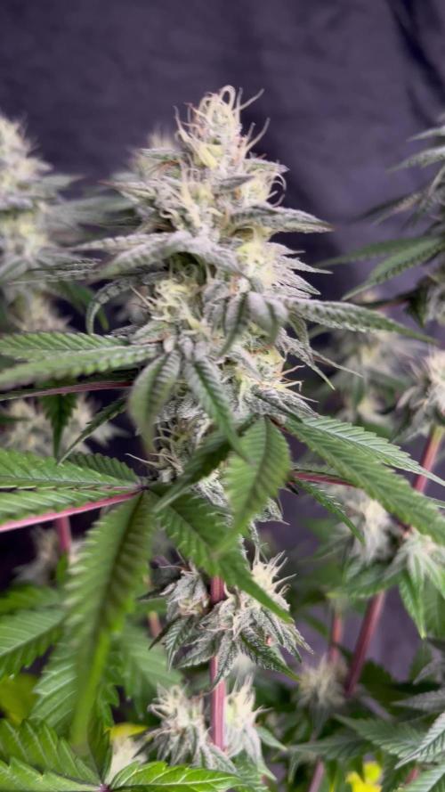 Blue Cookies