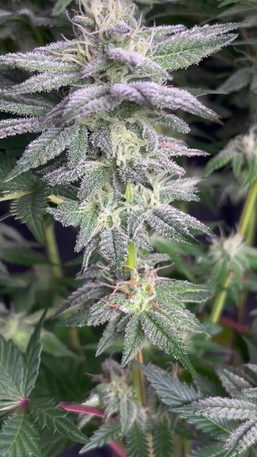 Blue Cookies