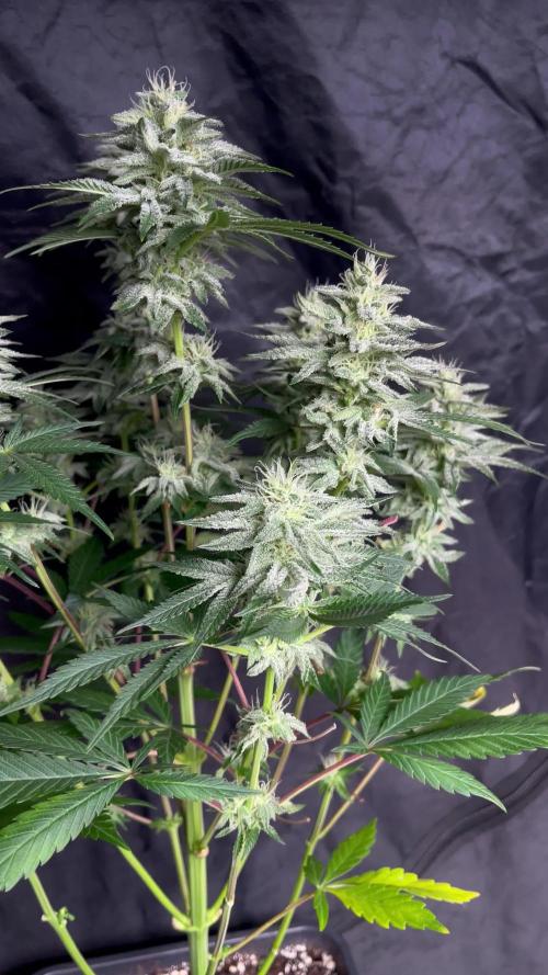 Lemon Cookies