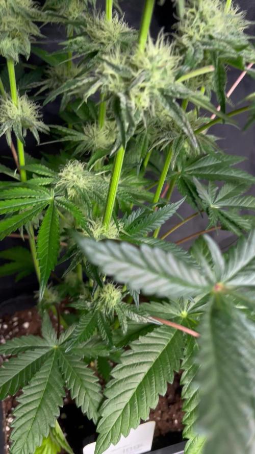 CANDY COOKIES SEEDS SPANNABIS