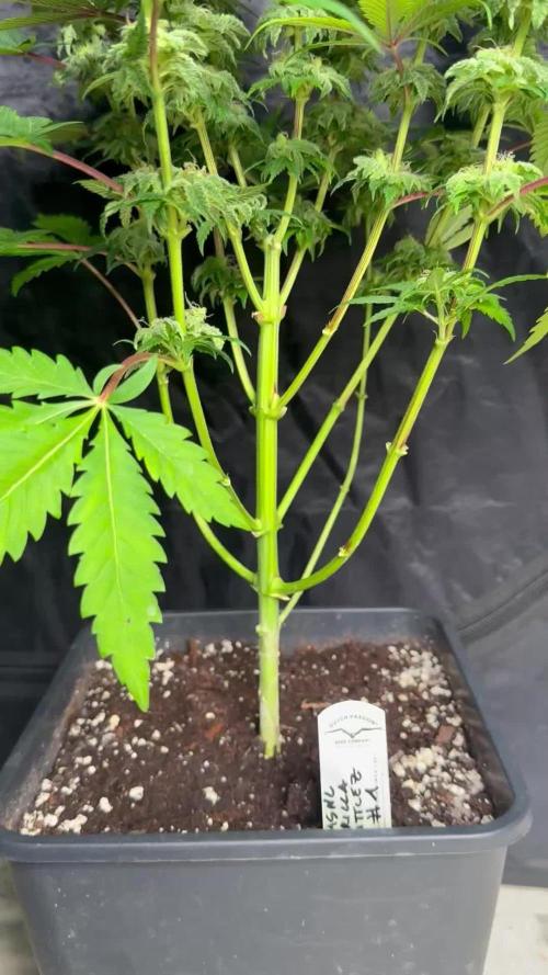 Gorilla Zkittlez MSNL