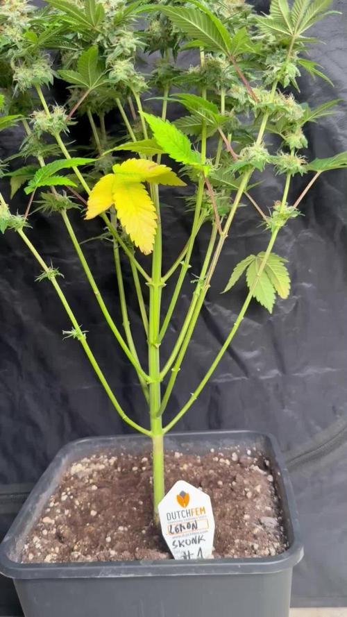 Lemon Skunk