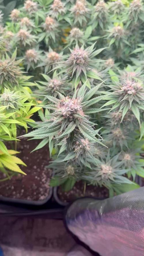 CANDY COOKIES SEEDS SPANNABIS