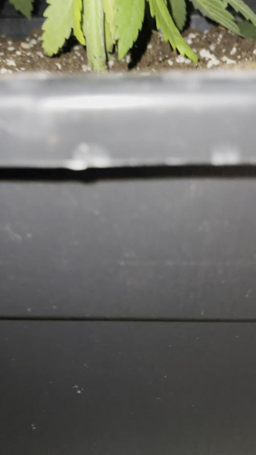 👁️ Zoomiez 👁️