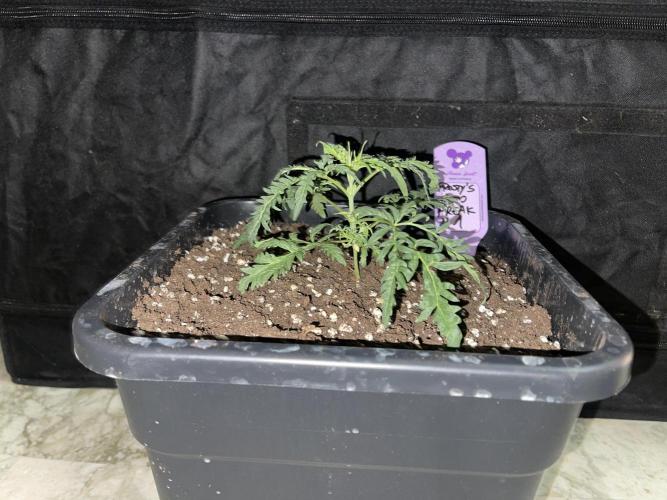 Frosty AUTO 🔥🔥. Week 2 - STRAIN 1