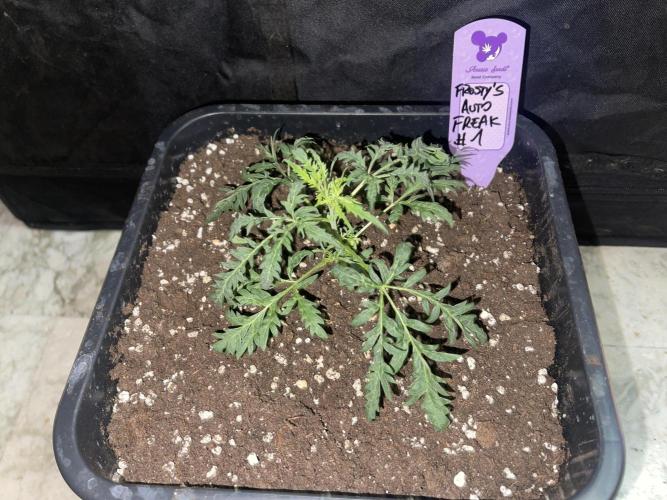 Frosty AUTO 🔥🔥. Week 2 - STRAIN 1