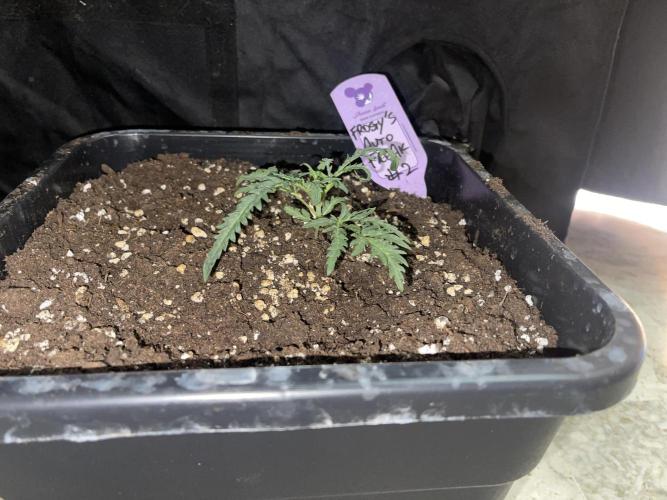 Frosty AUTO 🔥🔥. Week 2 - STRAIN 2