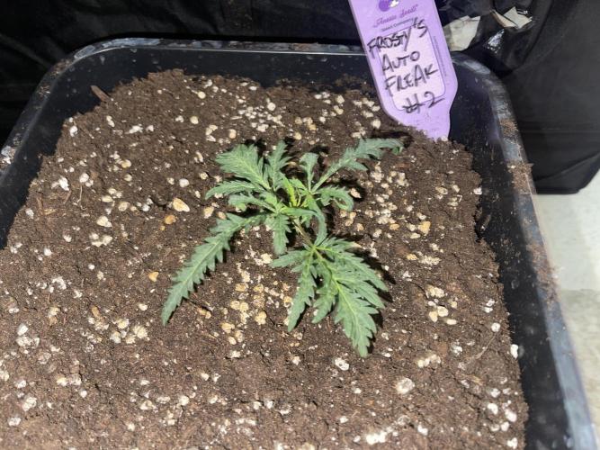Frosty's Auto Freak. Week 2