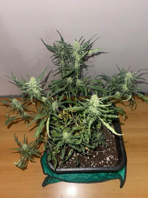 Frosty AUTO 🔥🔥. Week 7 - STRAIN 1