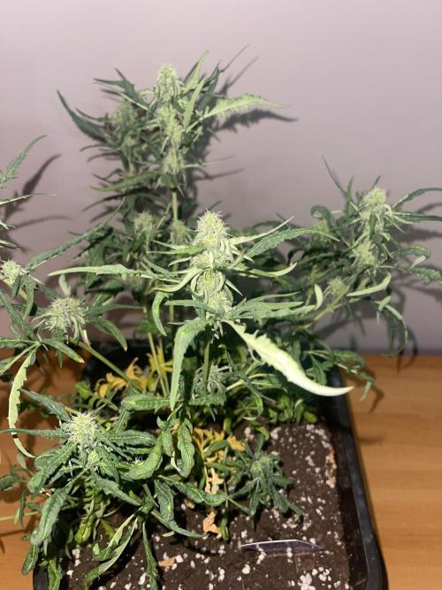 Frosty AUTO 🔥🔥. Week 7 - STRAIN 1
