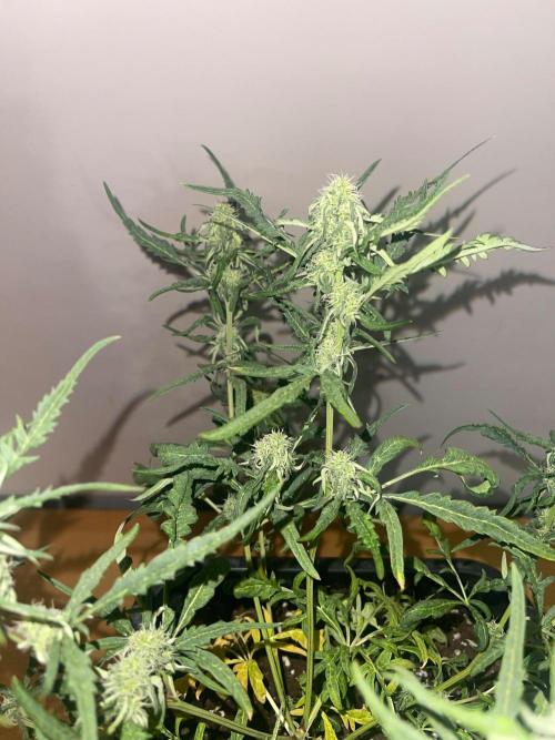 Frosty AUTO 🔥🔥. Week 7 - STRAIN 1