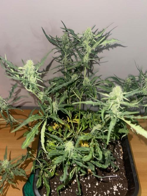 Frosty AUTO 🔥🔥. Week 7 - STRAIN 1