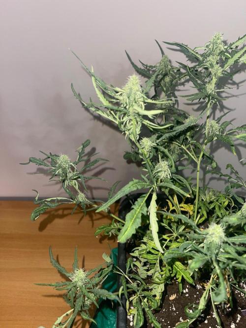 Frosty AUTO 🔥🔥. Week 7 - STRAIN 1