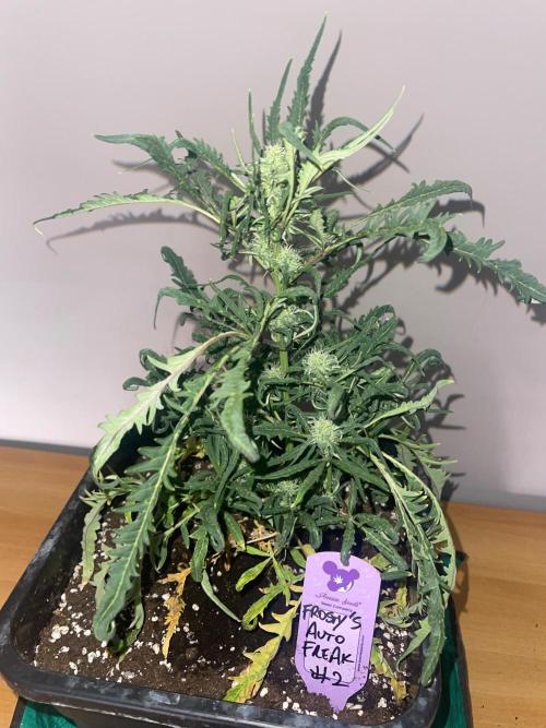 Frosty AUTO 🔥🔥. Week 7 - STRAIN 2
