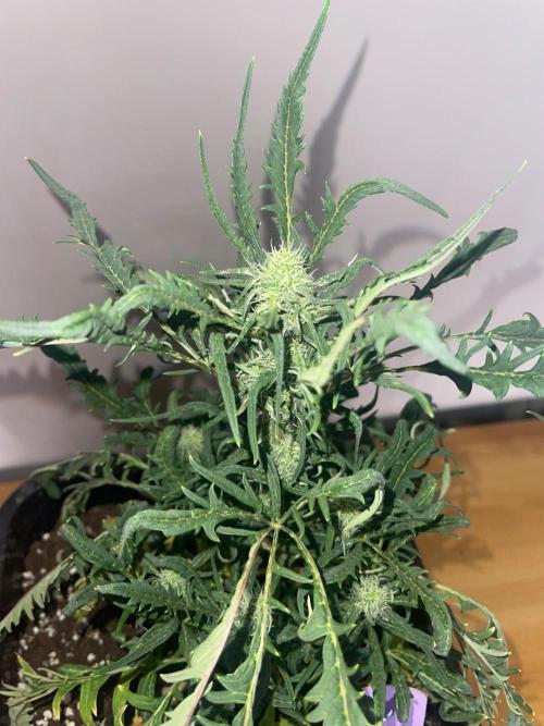 Frosty AUTO 🔥🔥. Week 7 - STRAIN 2