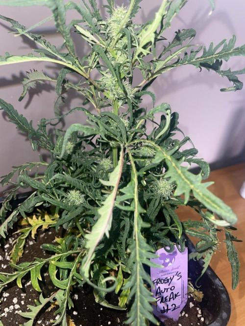 Frosty AUTO 🔥🔥. Week 7 - STRAIN 2