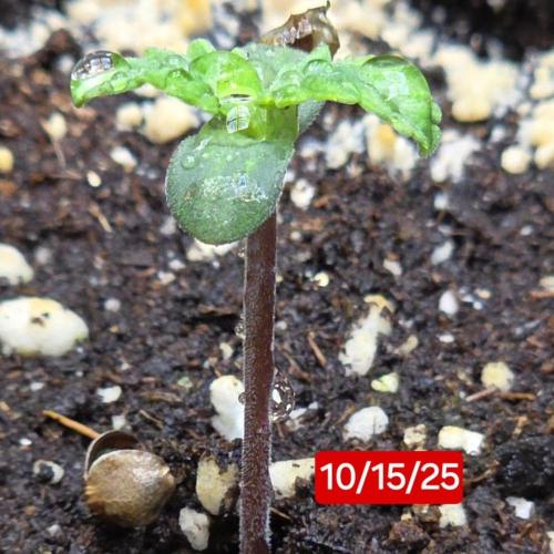 Purple Galaxy Candy autoflower 2025/10. Week 0 - 10/15/25