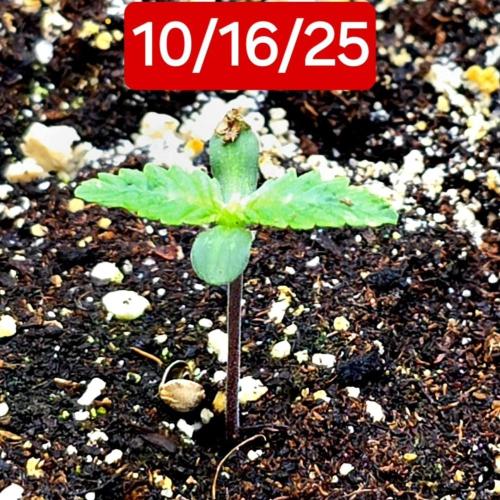 Purple Galaxy Candy autoflower 2025/10. Week 0 - 10/16/25