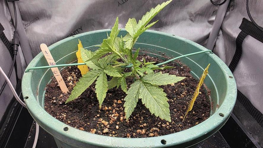 Purple Galaxy Candy autoflower 2025/10. Week 3 - 10/27/25 LST start