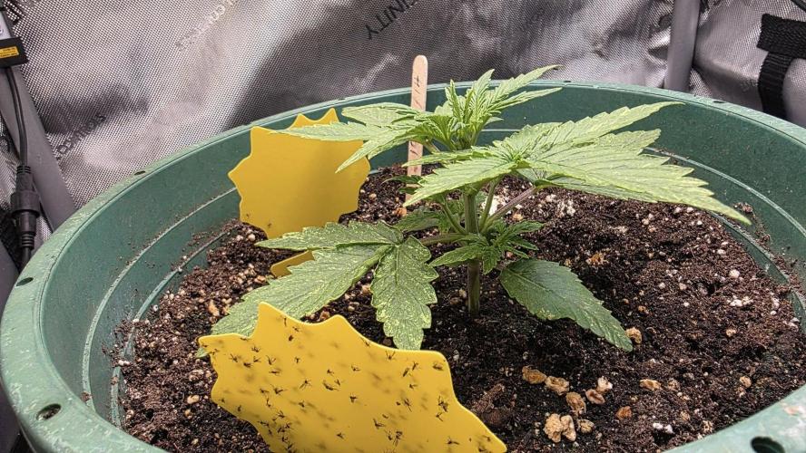 Purple Galaxy Candy autoflower 2025/10. Week 3 - 10/26/25