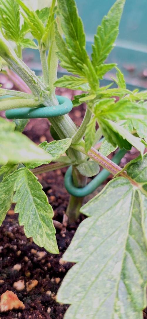 Purple Galaxy Candy autoflower 2025/10. Week 3 - 10/27/25
basic LST detail