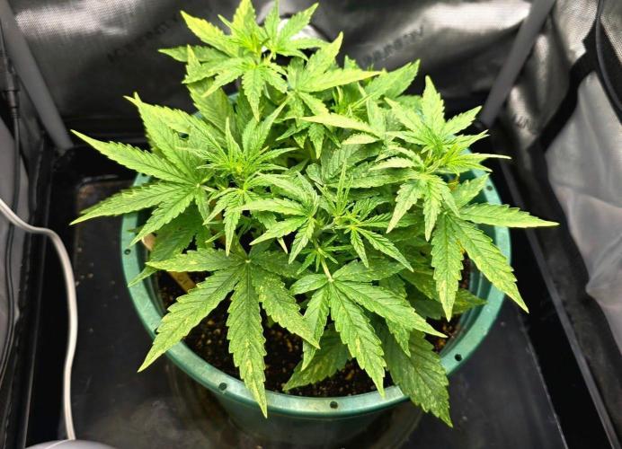 Purple Galaxy Candy autoflower 2025/10. Week 4 - 11/02/25