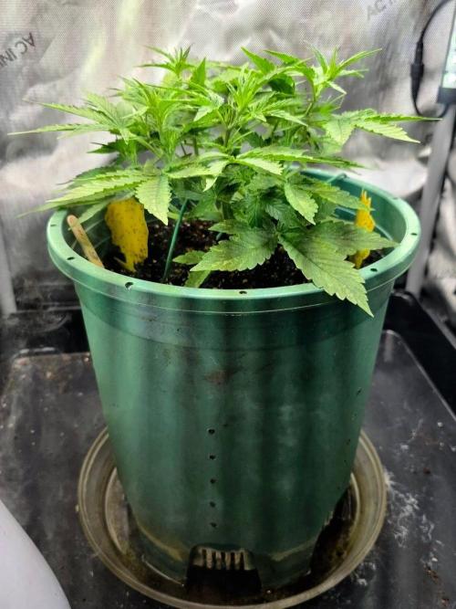 Purple Galaxy Candy autoflower 2025/10. Week 4 - 11/02/25