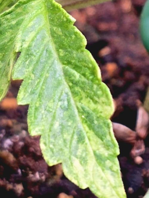 Purple Galaxy Candy autoflower 2025/10. Week 4 - 11/02/25
Variegation shown