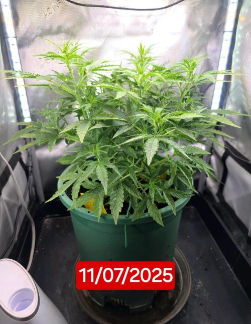 Purple Galaxy Candy autoflower 2025/10. Week 4 - 11/07/25 Fast growth seems to indicate that the variegation is a rare pheno