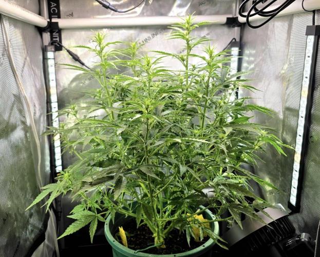 Purple Galaxy Candy autoflower 2025/10. Week 5 - 11/13/25