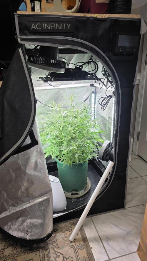 Purple Galaxy Candy autoflower 2025/10. Week 5 - 11/13/25