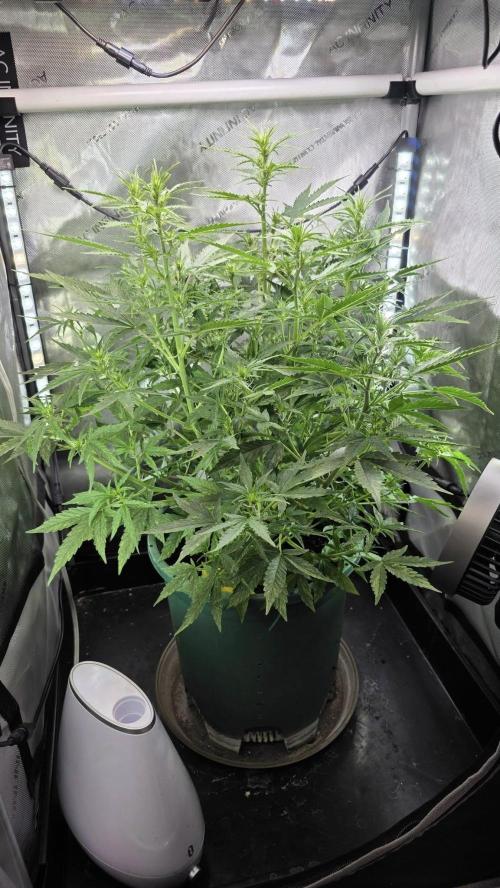 Purple Galaxy Candy autoflower 2025/10. Week 5 - 11/12/25