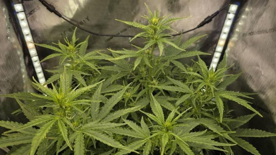 Purple Galaxy Candy autoflower 2025/10. Week 5 - 11/12/25
top view