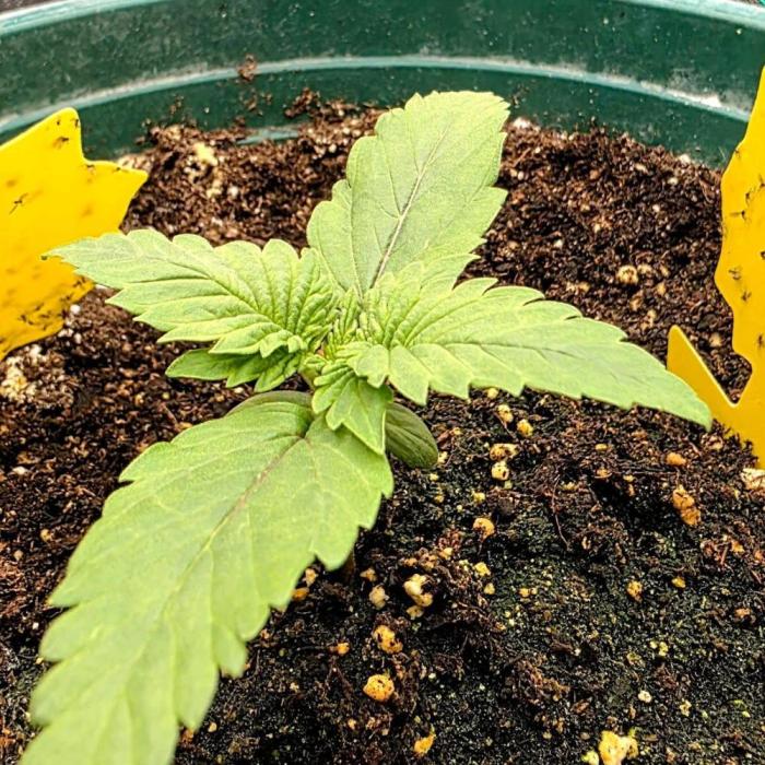 Blue Dream #3 photo period. Week 0