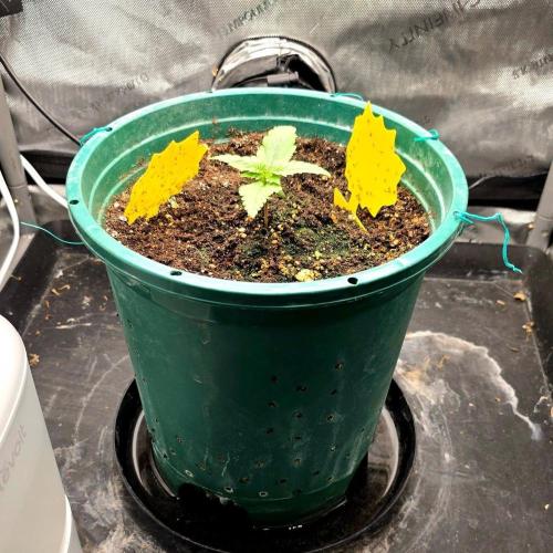 Blue Dream #3 photo period. Week 2 - 11/02/25