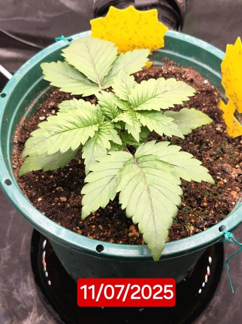 Blue Dream #3 photo period. Week 2 - 11/07/25