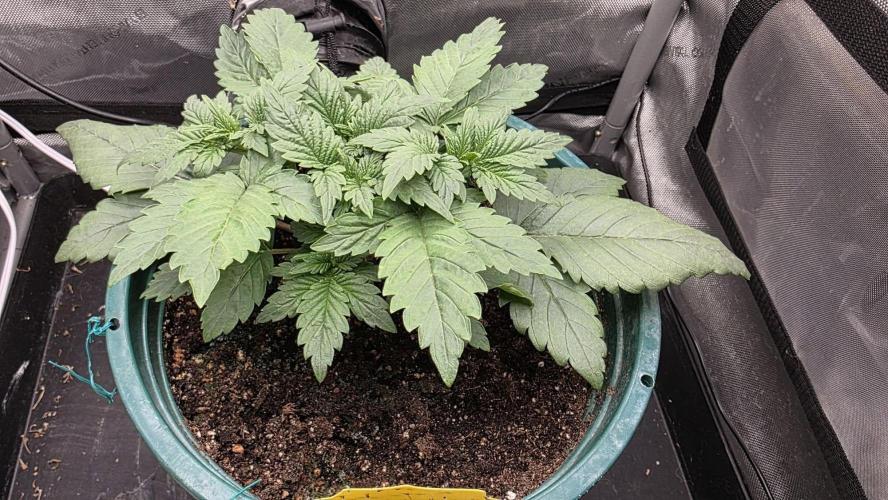 Blue Dream #3 photo period. Week 3 - 11/13/25